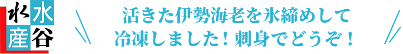 三重県産お刺身用冷凍 伊勢海老２尾